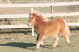 Small picture of Petunia of Northstar. Såld